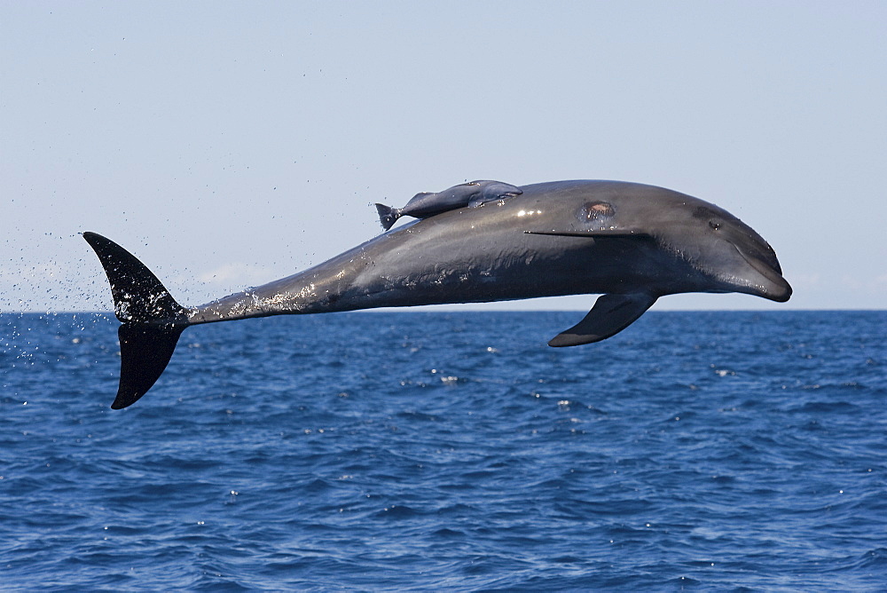 Common Bottlenose Dolphin, Tursiops truncatus, breaching right in front of the photographer. Note the scar above the right pectoral flipper which has been caused by the Remora.  Costa Rica, Pacific Ocean. 