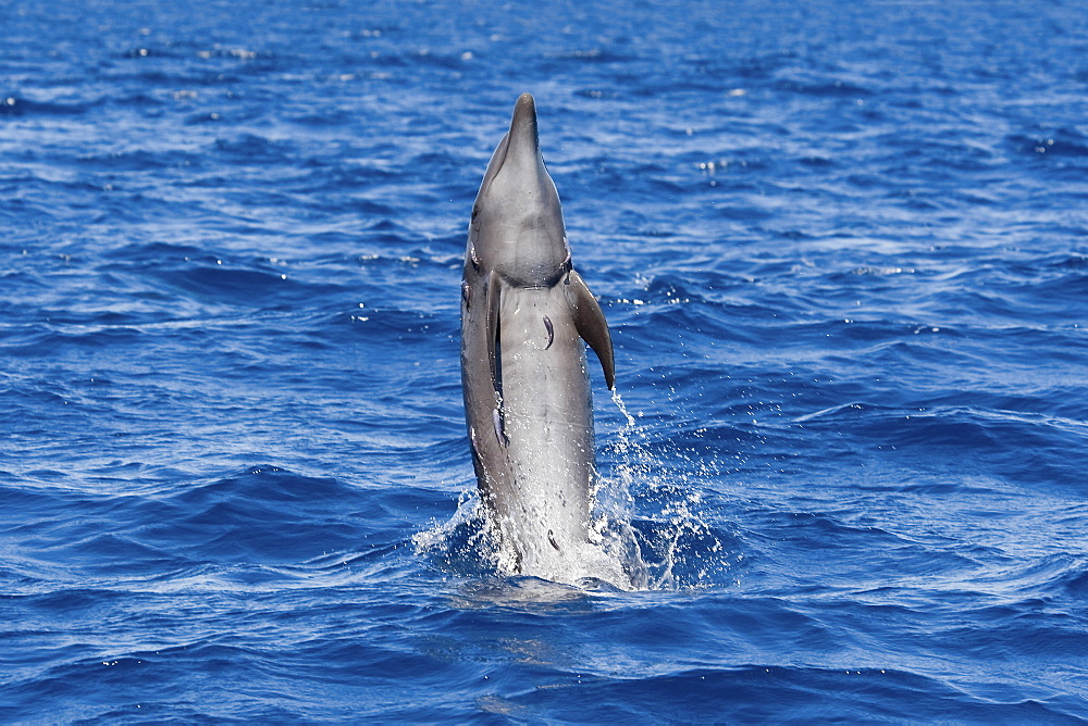 Common Bottlenose Dolphin, Tursiops truncatus, tail-walking. I counted at least 9 small Remora's on this animal, Costa Rica, Pacific Ocean.