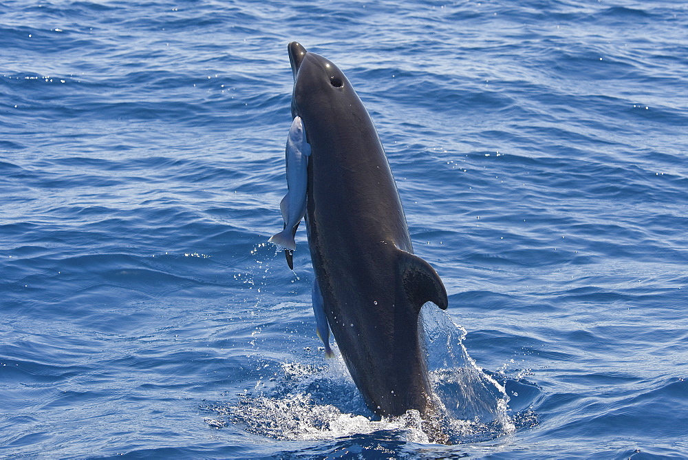 Common Bottlenose Dolphin, Tursiops truncatus, breaching with two large Remora's attached, Costa Rica, Pacific Ocean.