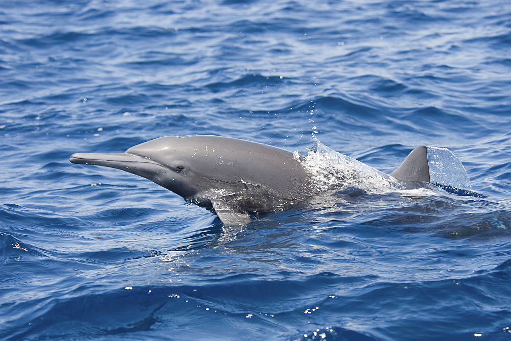 Adult Central American Spinner Dolphin, Stenella longirostris centroamericana, porpoising, Costa Rica, Pacific Ocean.