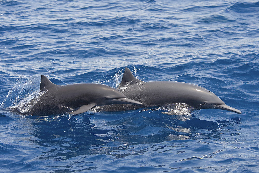 A pair of Central American Spinner Dolphins, Stenella longirostris centroamericana, porpoising, Costa Rica, Pacific Ocean.