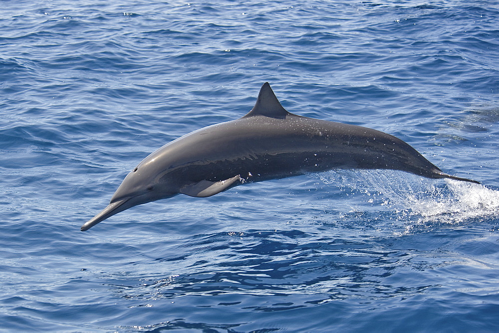 Central American Spinner Dolphin, Stenella longirostris centroamericana, porpoising, Costa Rica, Pacific Ocean.