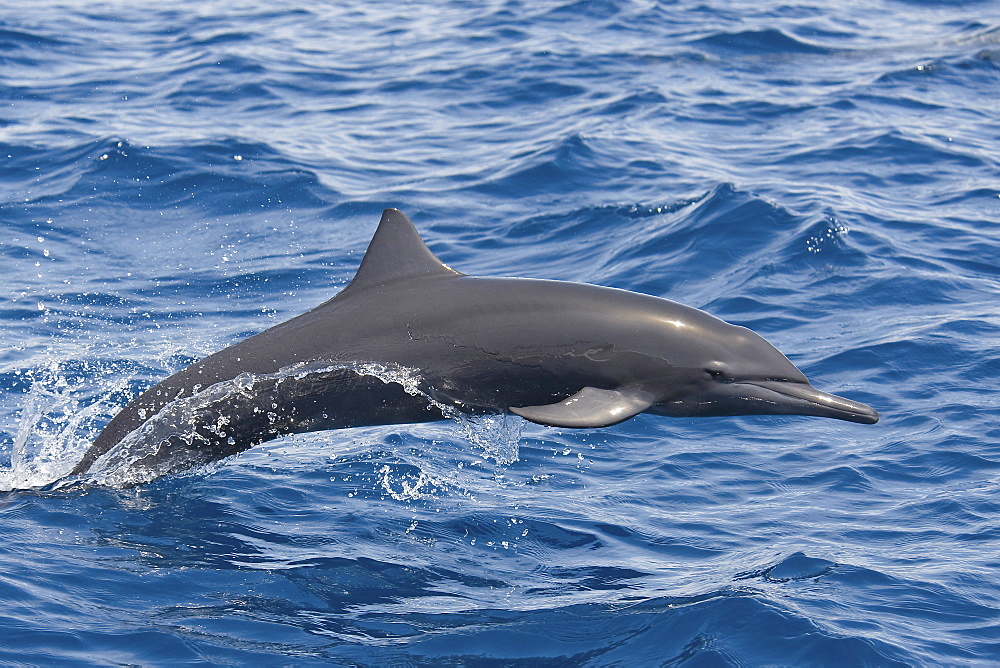 Central American Spinner Dolphin, Stenella longirostris centroamericana, porpoising, Costa Rica, Pacific Ocean.