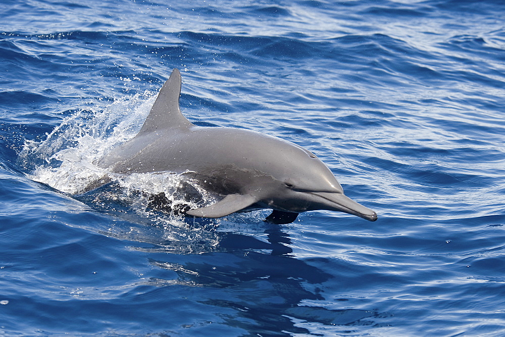 Central American Spinner Dolphin, Stenella longirostris centroamericana, porpoising, Costa Rica, Pacific Ocean.