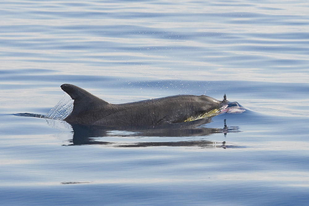 Rough-toothed Dolphin, Steno bredanensis, surfacing with a Dorado, Coryphaena hippurus, in itÃ­s mouth, Costa Rica, Pacific Ocean. This species of Dolphin is known to prey on large fish such as Dorado.