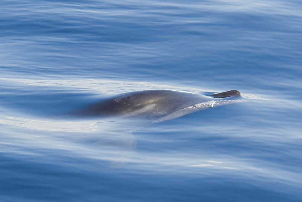 Rough-toothed Dolphin, Steno bredanensis, surfacing with part of a Dorado, Coryphaena hippurus, in itÃ­s mouth, Costa Rica, Pacific Ocean. This species of Dolphin is known to prey on large fish such as Dorado.