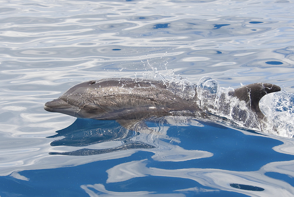 Common Bottlenose Dolphin, Tursiops truncatus, surfacing, Costa Rica, Pacific Ocean.