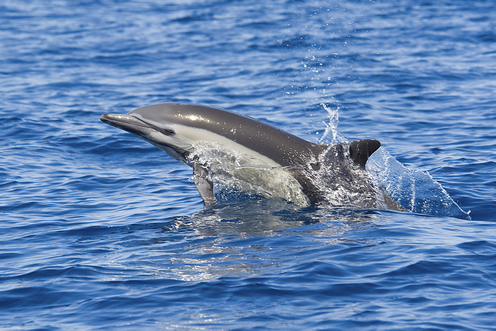 Short-beaked Common Dolphin, Delphinus delphis, porpoising, Costa Rica, Pacific Ocean.