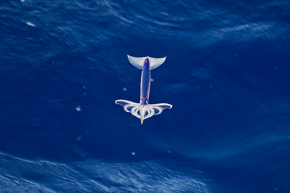 Flying Squid Species in mid-air, roughly 100 nm North of Tristan Da Cunha, South Atlantic Ocean. Flying Squid use membranes between their tentacles (visible on pic) & two fins at the rear of the mantle to glide through the air in a similar way to flying fish. 