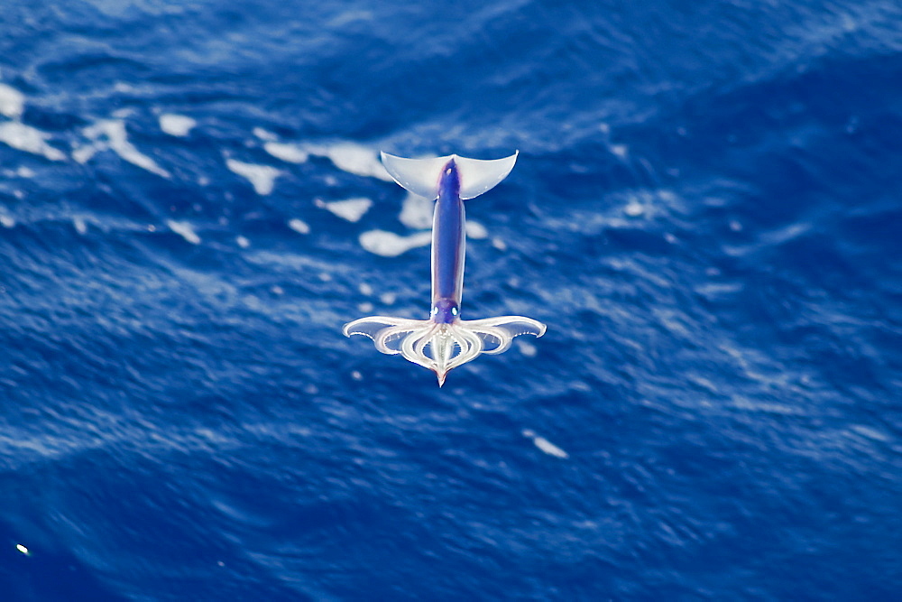 Flying Squid Species in mid-air, roughly 100 nm North of Tristan Da Cunha, South Atlantic Ocean. Flying Squid use membranes between their tentacles (visible on pic) & two fins at the rear of the mantle to glide through the air in a similar way to flying fish. 