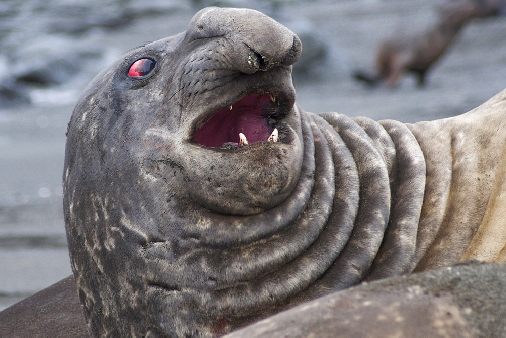 Bull Southern Elephant Seal, Mirounga leonina, South Georgia, South Atlantic Ocean.