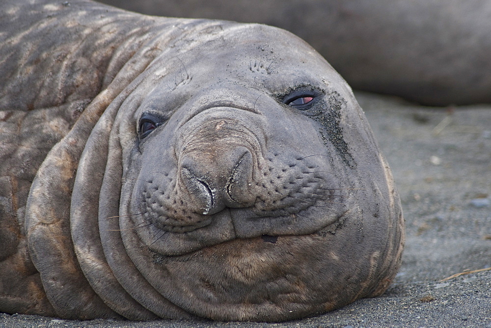 Southern Elephant Seal Bull, Mirounga leonina, portrait, South Georgia, South Atlantic Ocean.