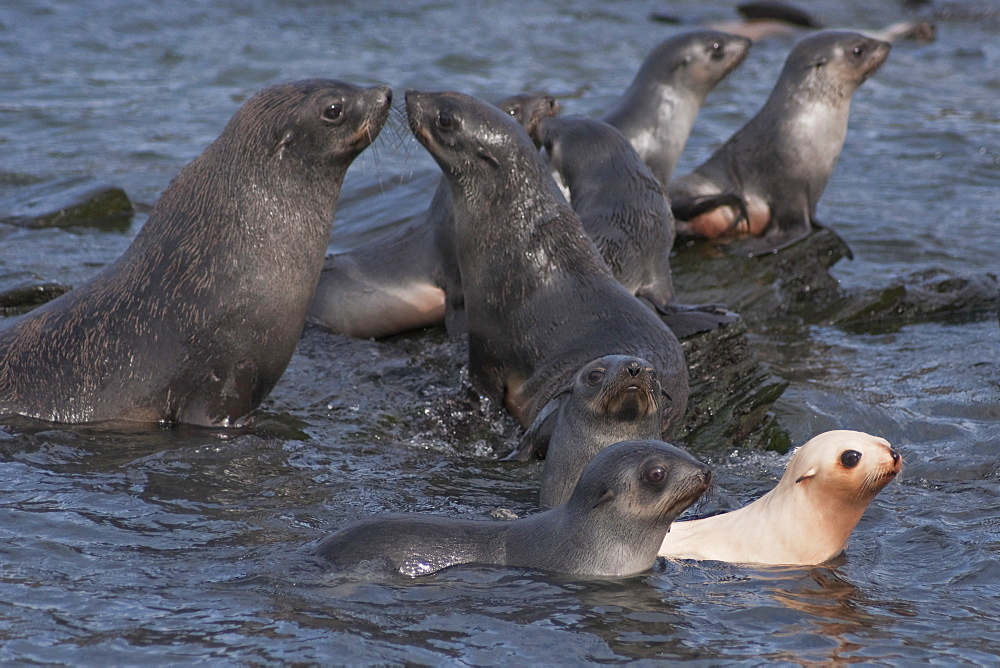 Leucistic Antarctic Fur Seal pup, Arctocephalus gazella, amongst normally coloured animals, South Georgia, South Atlantic Ocean. Leucism is a general term for the phenotype resulting from defects in pigment cell differentiation and/or migration from the neural crest to skin, hair or feathers . This results in either the entire surface or patches of the body surface having a lack of cells capable of making pigment.