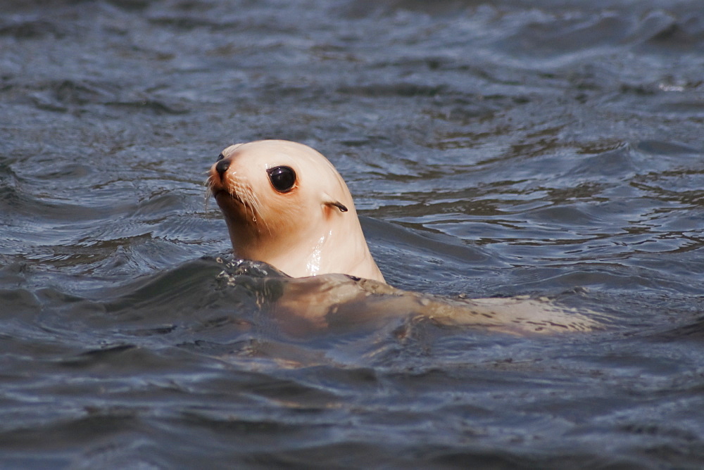 Leucistic Antarctic Fur Seal pup, Arctocephalus gazella, South Georgia, South Atlantic Ocean. Leucism is a general term for the phenotype resulting from defects in pigment cell differentiation and/or migration from the neural crest to skin, hair or feathers . This results in either the entire body surface or patches of the body surface having a lack of cells capable of making pigment.