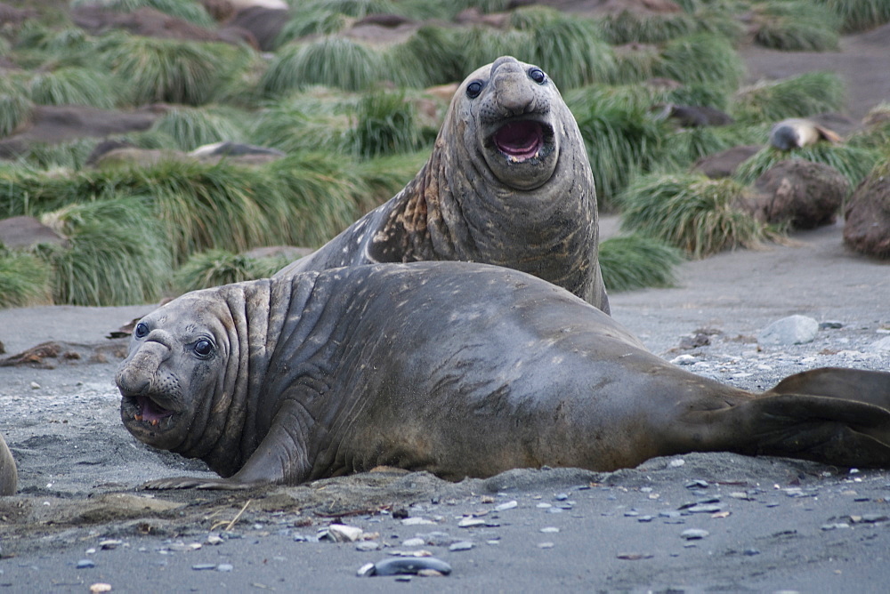 Southern Elephant Seal Bulls, Mirounga leonina, South Georgia, South Atlantic Ocean.