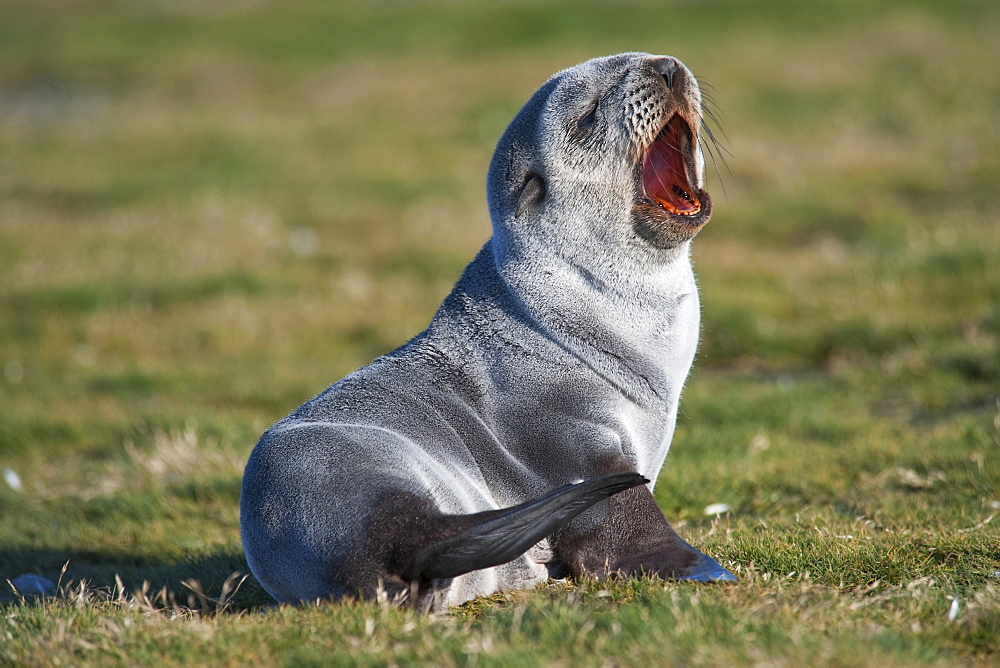 Antarctic Fur Seal pup, Arctocephalus gazella, yawning, South Georgia, South Atlantic Ocean.