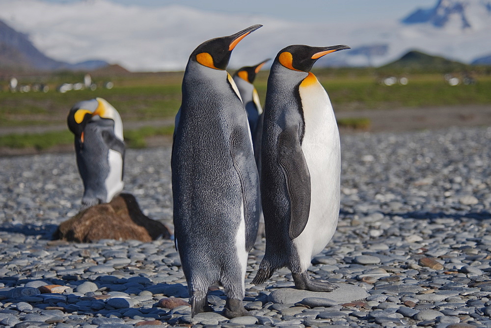 King Penguins, Aptenodytes patagonicus, with the mountains of South Georgia in the background, Salisbury Plain, South Georgia, South Atlantic Ocean.