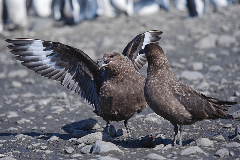 Subantarctic Skua, Stercorarius antarcticus, displaying amid King Penguin colony, Aptenodytes patagonicus, Salisbury Plain, South Georgia, South Atlantic Ocean.