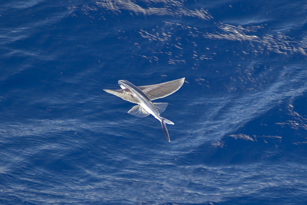 Flying Fish Species in mid air, scientific name unknown, South Atlantic Ocean.