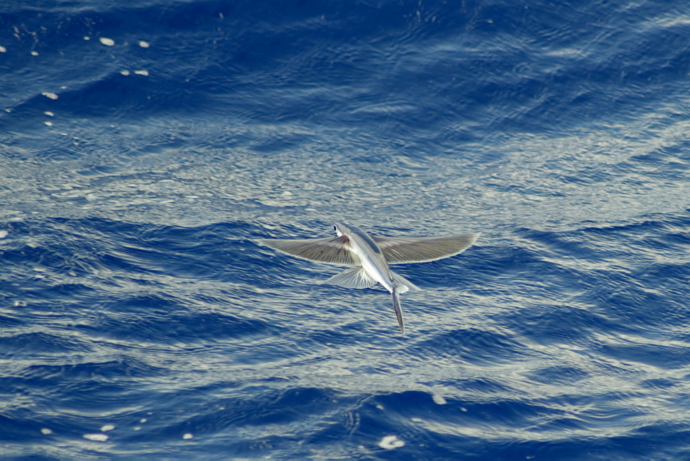 Flying Fish Species in mid air, scientific name unknown, South Atlantic Ocean.