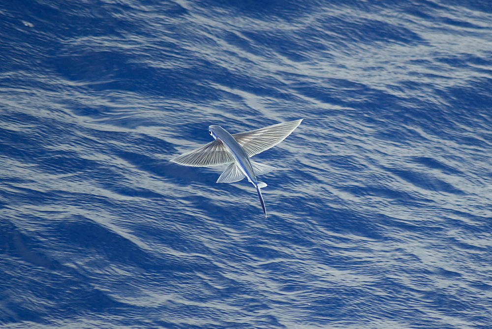 Flying Fish Species in mid air, scientific name unknown, South Atlantic Ocean.