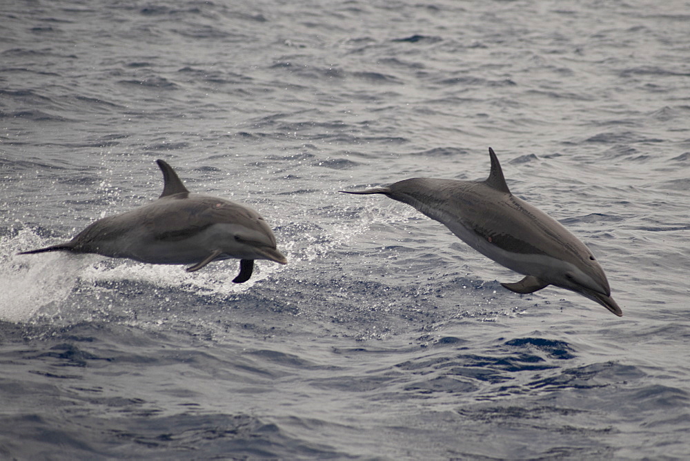 Pantropical Spotted Dolphins, Stenella attenuata, porpoising, Island of Saint Helena, South Atlantic Ocean.