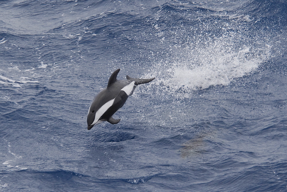 Hourglass Dolphin, Lagenorhynchus cruciger, Male Dolphin breaching at great speed, Drake Passage, Southern Ocean. Males of this species can be identified by the huge hooked dorsal fin and post-anal keel.