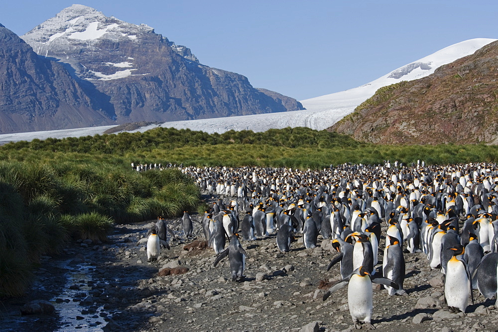 King Penguin Colony (Aptenodytes patagonicus) with South Georgia mountains in the background. Salisbury Plain, South Georgia.