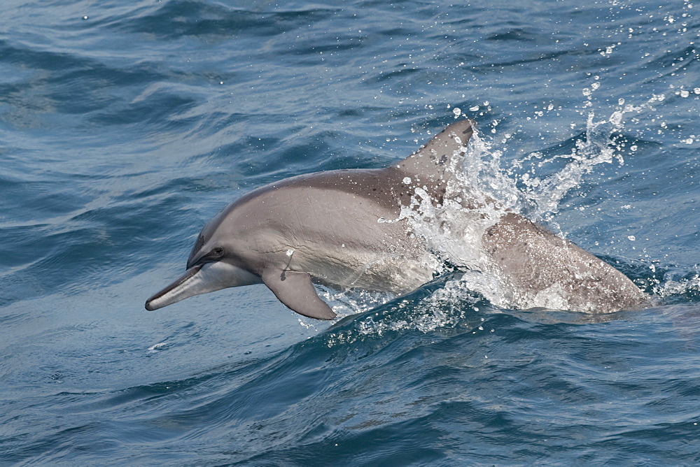 Hawaiian/Grays Spinner Dolphin (Stenella longirostris) adult animal porpoising. Maldives, Indian Ocean.