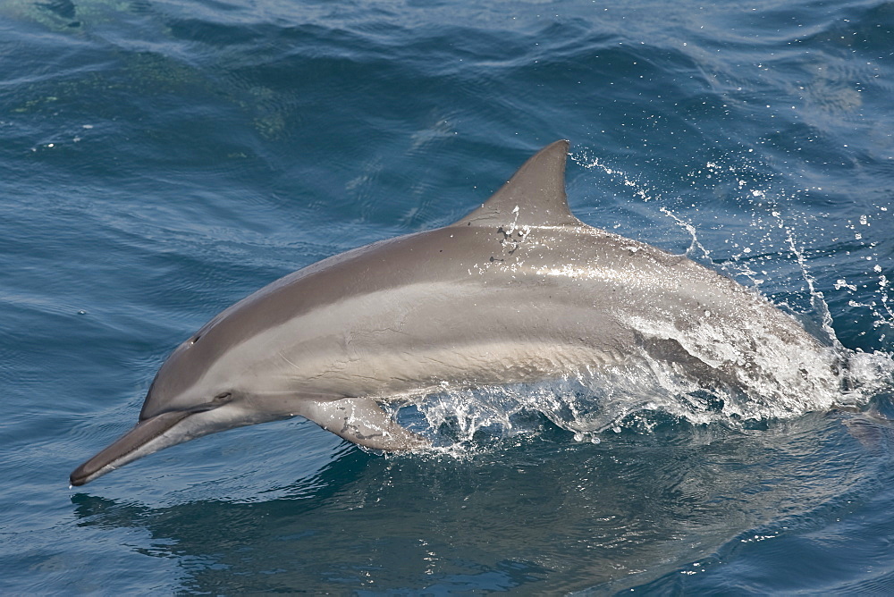 Hawaiian/Grays Spinner Dolphin (Stenella longirostris) adult animal porpoising. Maldives, Indian Ocean.