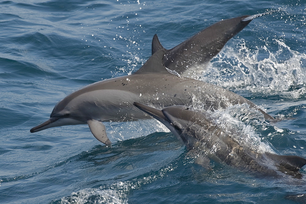 Hawaiian/Grays Spinner Dolphins (Stenella longirostris) adult animals porpoising. Maldives, Indian Ocean.