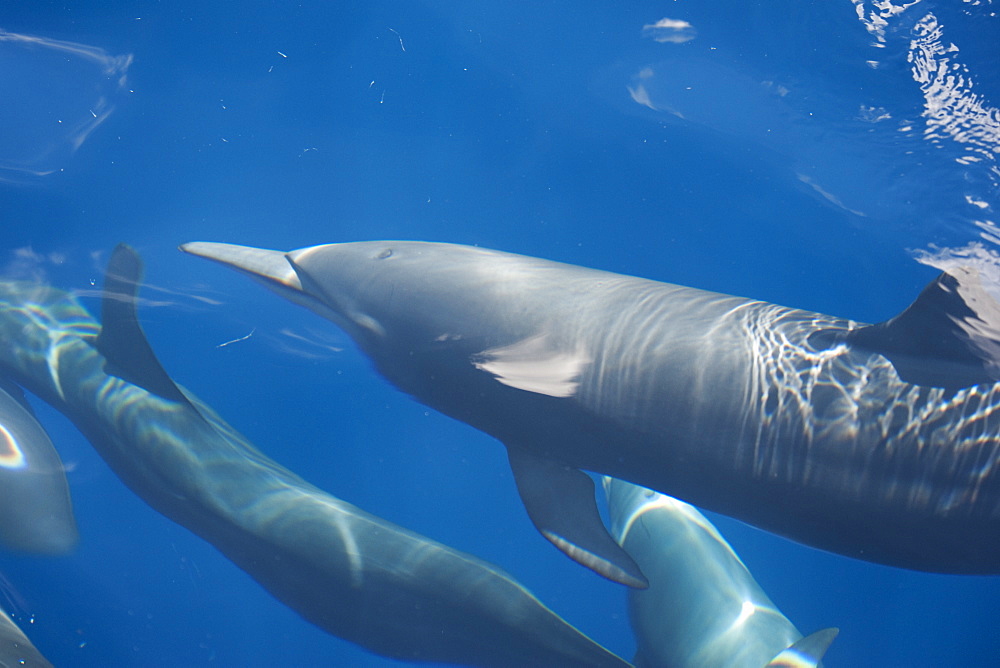 Central American Spinner Dolphin group (Stenella longirostris centroamericana) part of a super pod of over 2,000 individuals, image taken from above the waters surface. Costa Rica, Pacific Ocean.