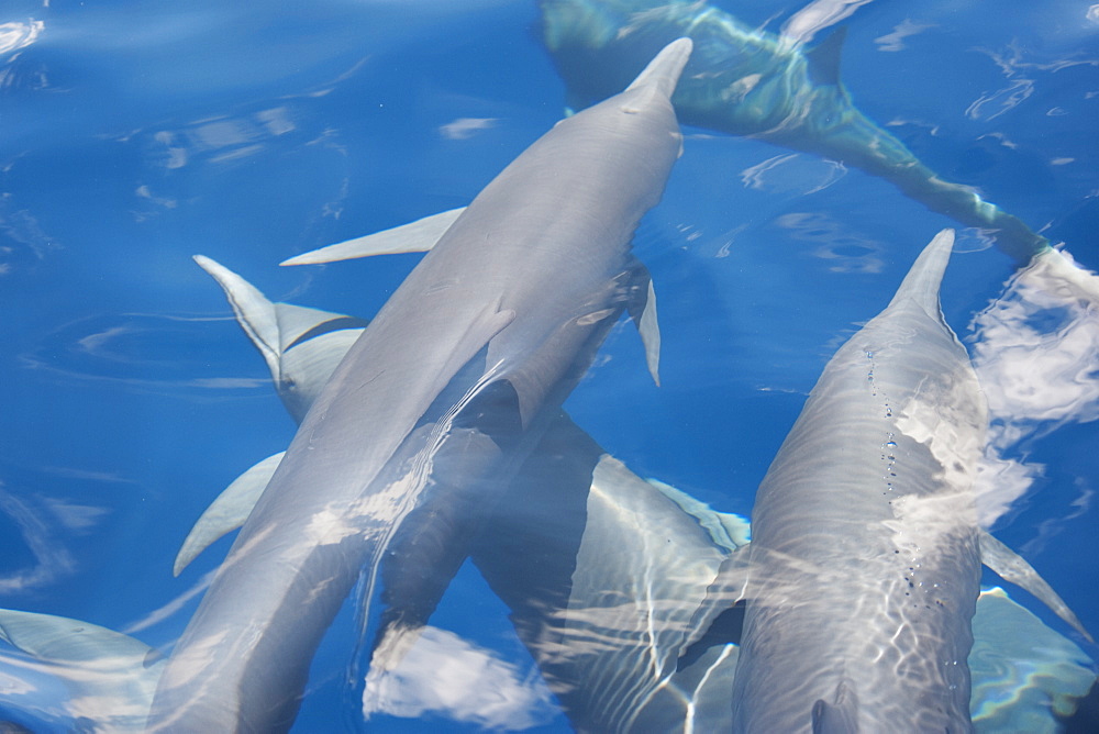 Central American Spinner Dolphin group (Stenella longirostris centroamericana) part of a super pod of over 2,000 individuals, image taken from above the waters surface. Costa Rica, Pacific Ocean.