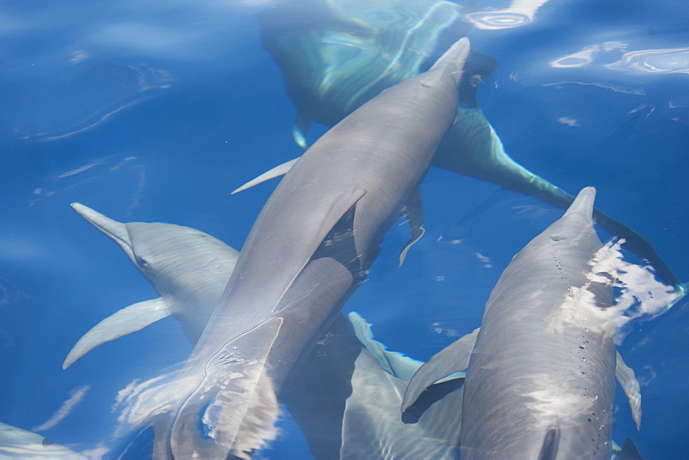 Central American Spinner Dolphin group (Stenella longirostris centroamericana) part of a super pod of over 2,000 individuals, image taken from above the waters surface. Costa Rica, Pacific Ocean.