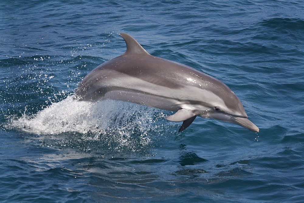 Striped Dolphin (Stenella Coeruleoalba) adult animal porpoising. Maldives, Indian Ocean.