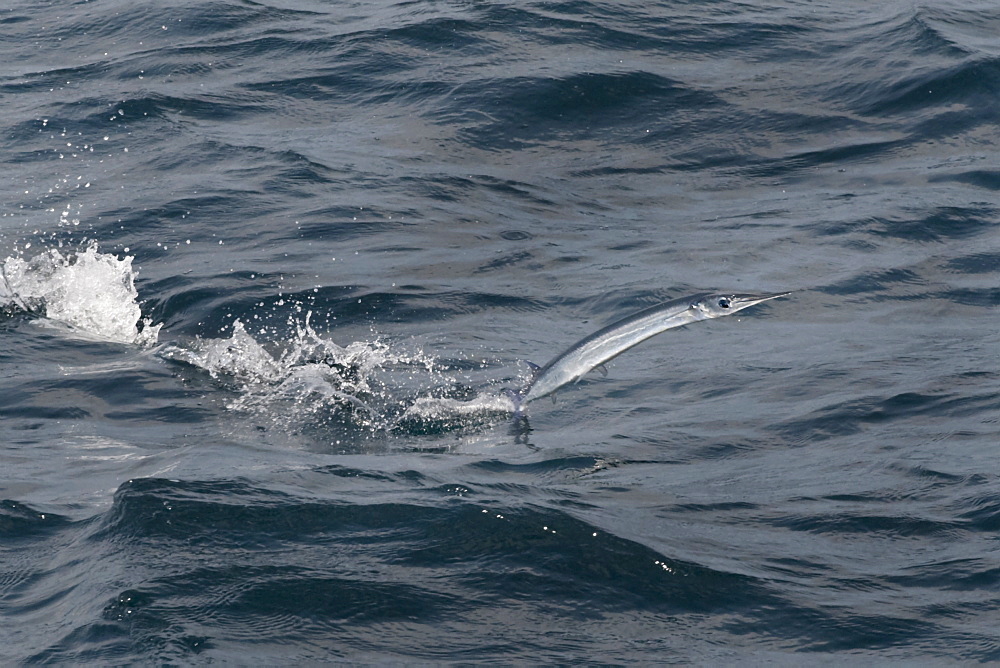 Needle Fish Species (scientific name unknown) unusual, leaping to avoid a predator, note the trail on the surface of the water made by its tail. Maldives, Indian Ocean.