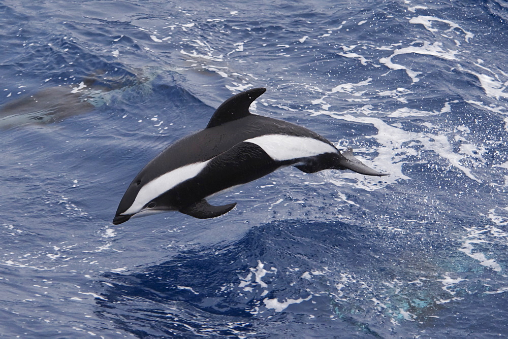 Hourglass Dolphin (Lagenorhynchus cruciger) rare unusual image, adult Male porpoising. Drake Passage, Southern Ocean. MORE INFO: Males of this species can be identified by the huge hooked dorsal fin and post-anal keel, both of which are visible on this animal.