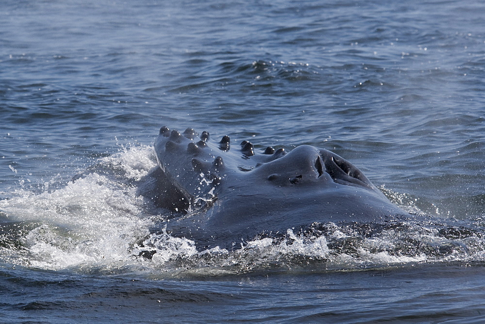 Humpback Whale (Megaptera novaeangliae) adult animal lunge-feeding on Krill. Monterey, California, Pacific Ocean.