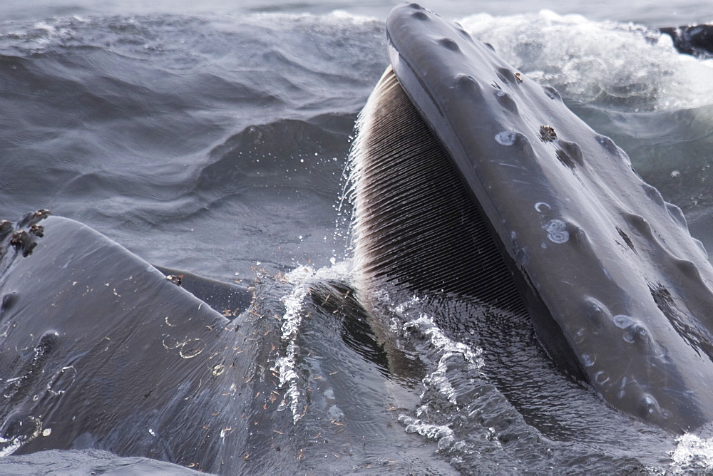 Humpback Whale (Megaptera novaeangliae) lunge-feeding on Krill. Monterey, California, Pacific Ocean. MORE INFO: Baleen Plates are visible on the top jaw & Krill can be seen escaping from the whales mouth.