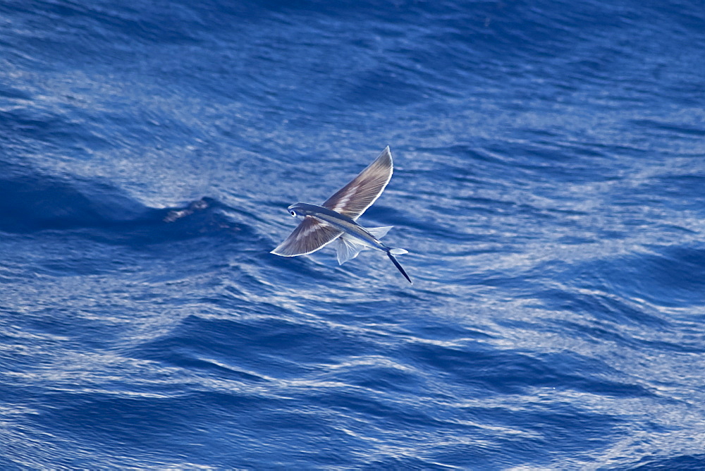 Flying Fish Species (scientific name unknown) rare unusual image, in mid-air. South Atlantic Ocean. 