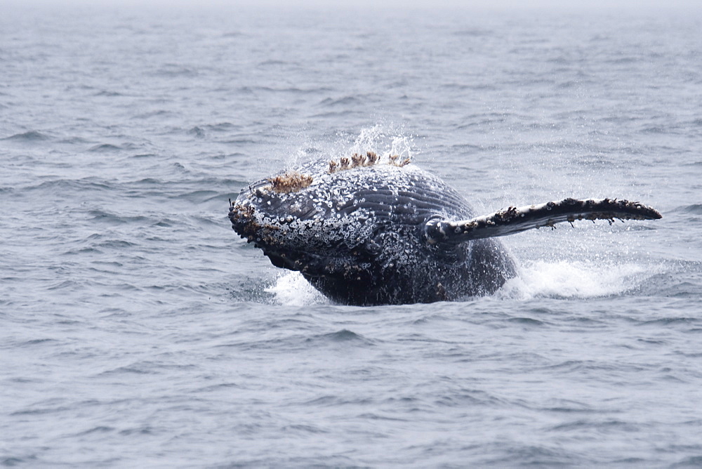 Humpback Whale (Megaptera novaeangliae) calf breaching. Monterey, California, Pacific Ocean.