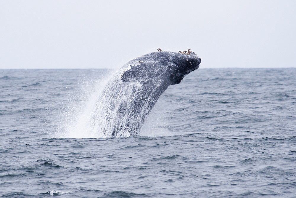 Humpback Whale (Megaptera novaeangliae) adult animal breaching. Monterey, California, Pacific Ocean.