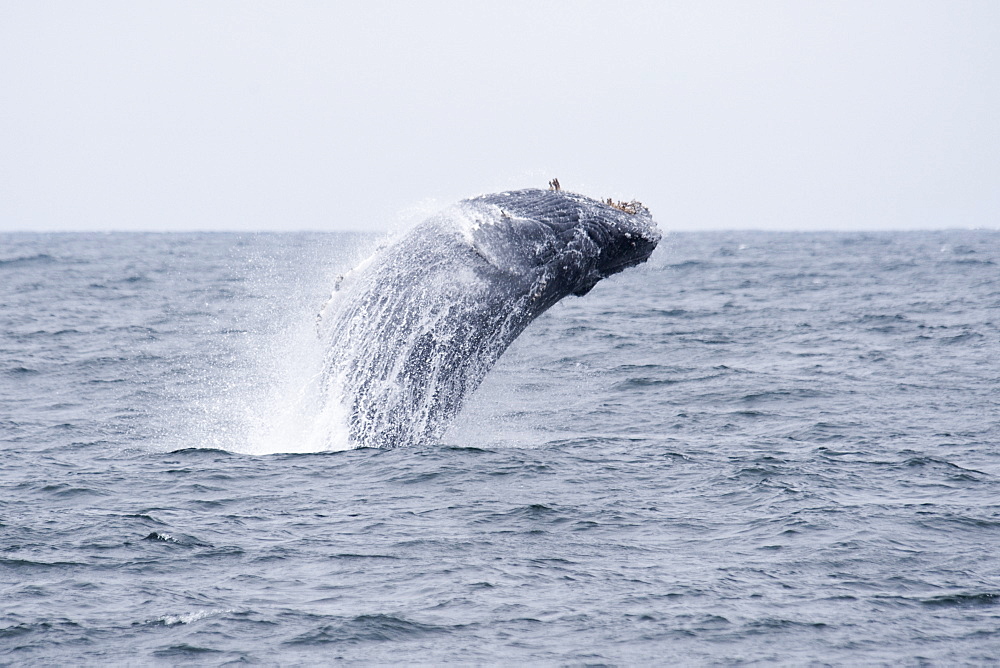 Humpback Whale (Megaptera novaeangliae) adult animal breaching. Monterey, California, Pacific Ocean.