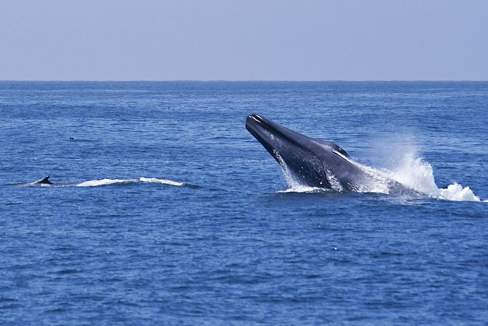 Blue Whale (Balaenoptera Musculus) breaching, extremely rare unusual image. Monterey, California, Pacific Ocean. MORE INFO: This Blue Whale was engaging in courting/fighting behaviour with another Blue Whale. Both animals were moving much faster than normal, chasing each other, & breaching repeatedly.