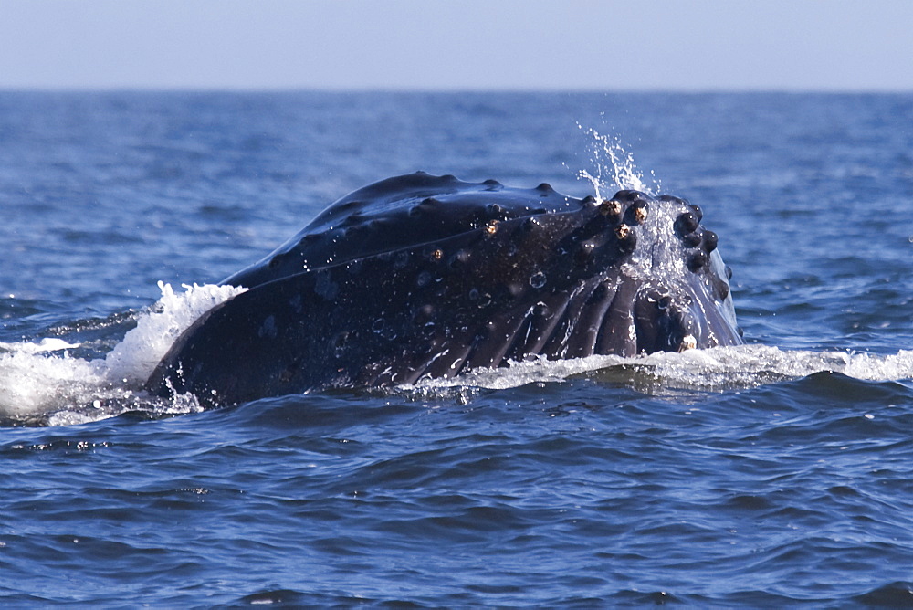 Humpback Whale (Megaptera novaeangliae) adult Whale lunge-feeding on Krill. Monterey, California, Pacific Ocean.