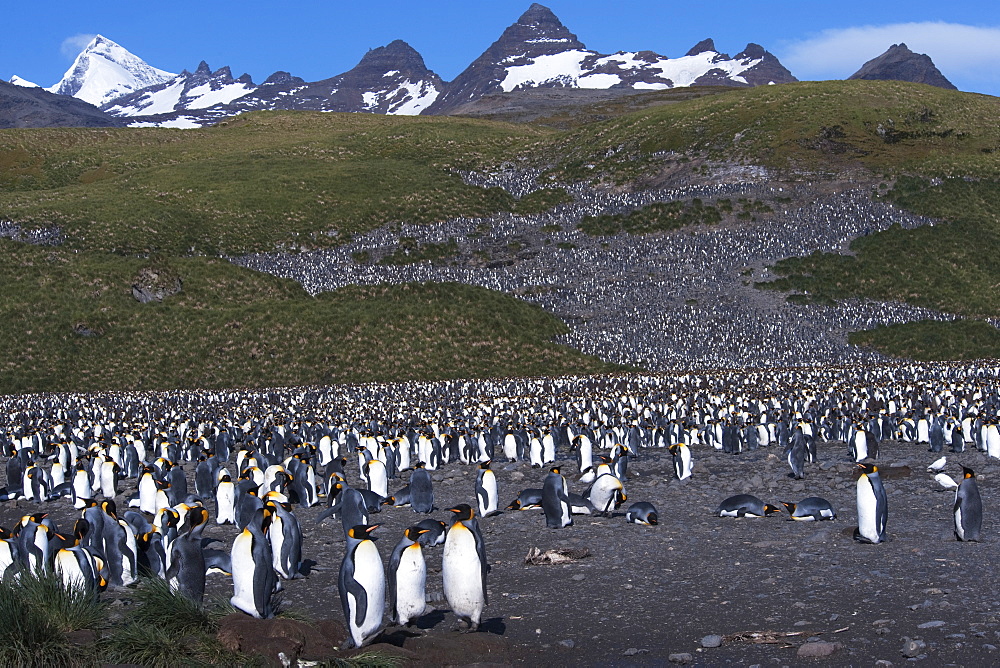 King Penguin (Aptenodytes patagonicus) colony with South Georgia mountains in the background. Salisbury Plain, South Georgia, South Atlantic Ocean. 