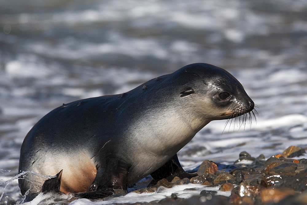 Antarctic Fur Seal (Arctocephalus gazella) juvenile animal. South Georgia, South Atlantic Ocean.