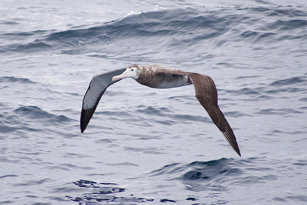 Tristan Albatross (Diomedea exulans dabbenena) Juvenile. Endangered. Rare unusual image. Off Gough Island, South Atlantic Ocean.