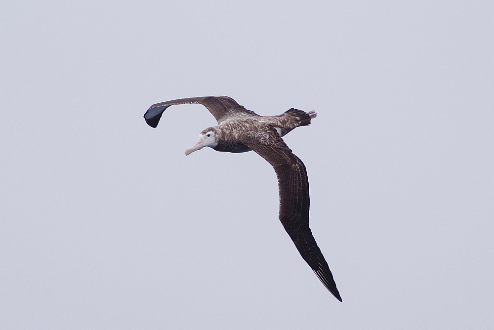 Tristan Albatross (Diomedea exulans dabbenena) Juvenile. Endangered. Rare unusual image. Off Gough Island, South Atlantic Ocean.