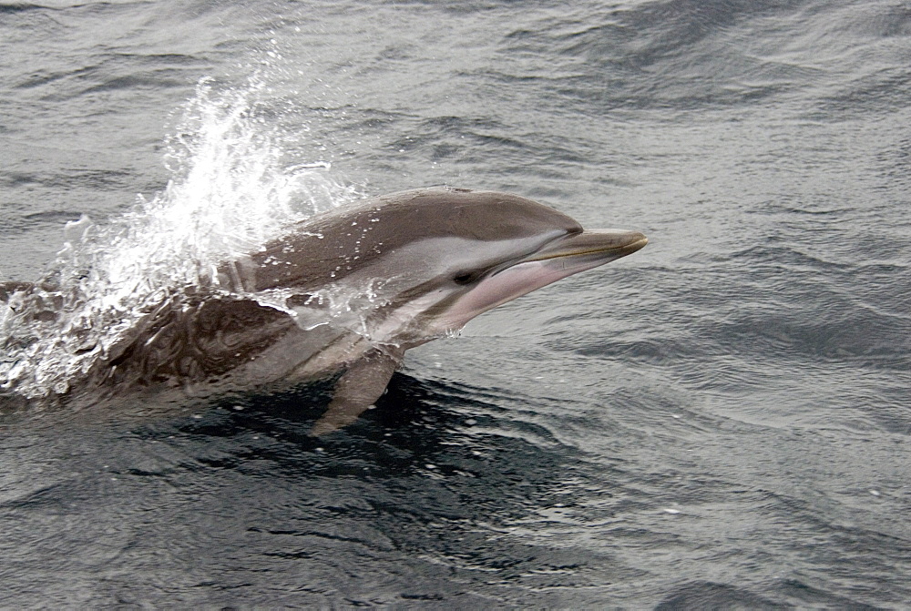 Striped Dolphin (Stenella Coeruleoalba). Azores, North Atlantic